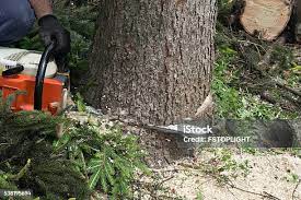 How Our Tree Care Process Works  in  Rural Hill, TN