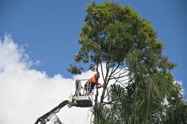 Best Tree Disease Treatment  in Rural Hill, TN